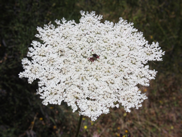 Daucus carota s.l. / Carota selvatica